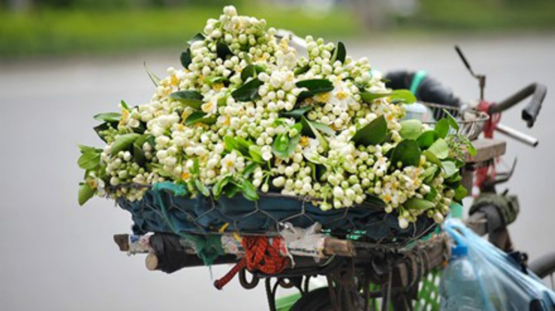 Tháng ba về, những chùm hoa nô nức cùng gánh hàng rong tỏa hương khắp phố phường
