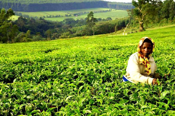 Sản lượng trà của Kenya đứng thứ 3 thế giới