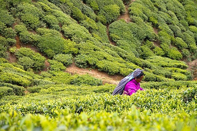 Sri Lanka đứng thứ 4 thế giới về sản lượng trà