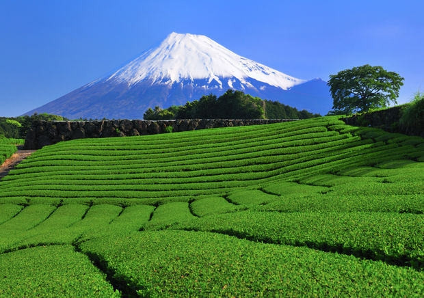 Trà xanh chiếm 99,9% sản lượng trà của Nhật