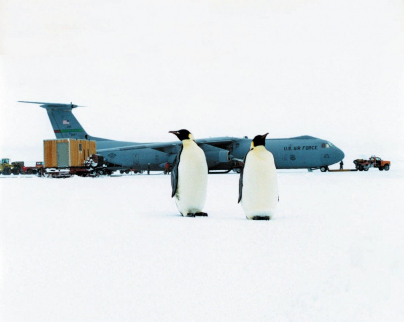 Cánh cụt tại sân bay, điều bình thường ở sân bây Ice Runway.