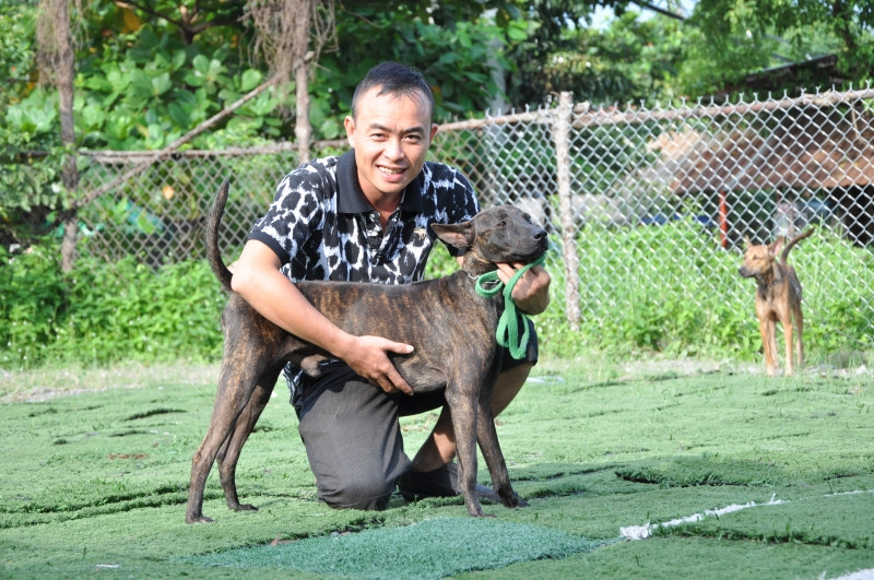 Nên mua chó Phú Quốc ở các trại uy tín để tránh mua phải chó lai, không thuần chủng