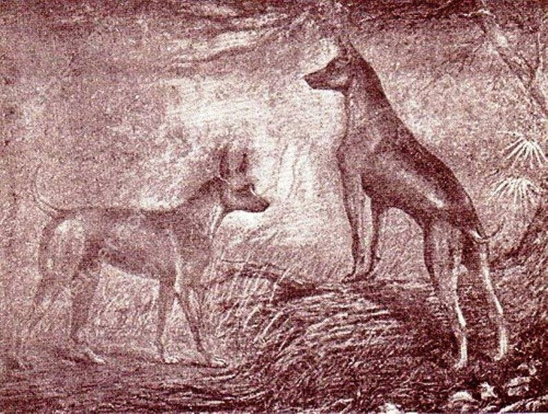 Tranh minh họa hai chú chó Phú Quốc Chuối và Xoài trong cuốn sách “Les races de chiens”