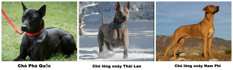 Chó Phú Quốc là một trong ba giống chó có xoáy lưng trên thế giới