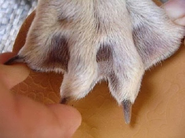 Phần da nối giữa các ngón chân của chó Phú Quốc có thể tìm thấy ở rất nhiều giống chó khác