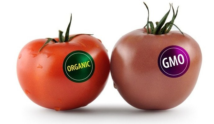 Cà chua GMO giúp tăng khả năng bảo quản thời gian chín (Nguồn: tinmoi.vn)