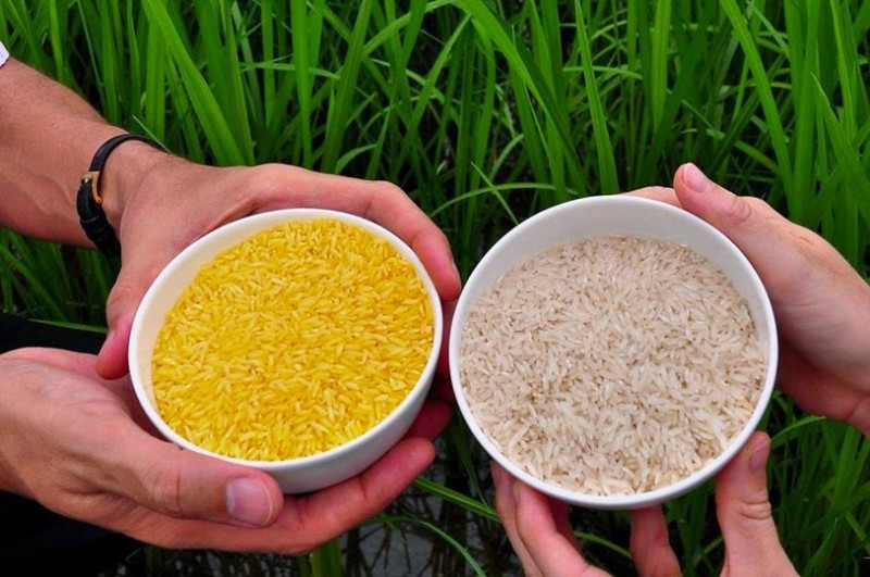 Gạo vàng tổng hợp vitamin A tốt hơn so với gạo thông thường (Nguồn: kinhtenongthon.com.vn)
