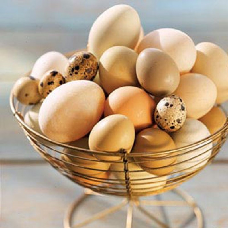 Trứng là nguồn đạm chất lượng cao cho cơ thể