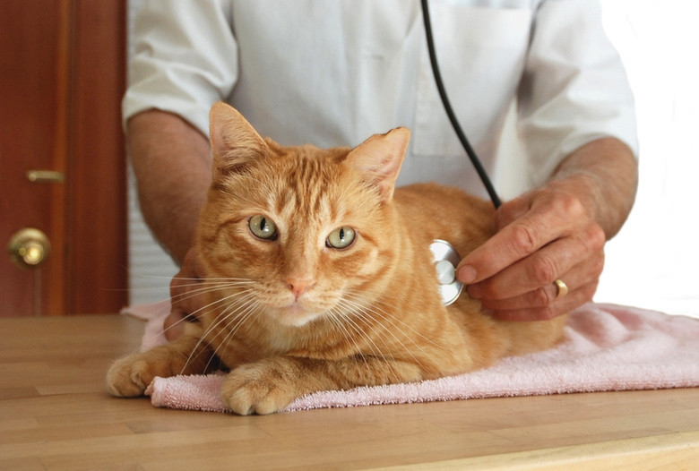 Bệnh viêm dạ dày, ruột ở chó mèo xảy ra phổ biến và quanh năm