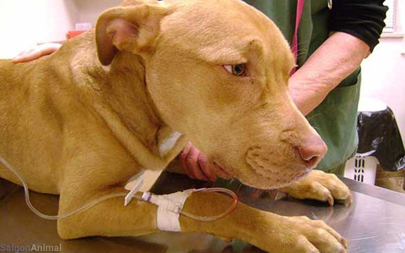 Bệnh gan truyền nhiễm rất dễ mắc đối với chó dưới một năm tuổi