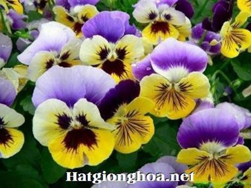 Hạt giống hoa Viola có tại Sunmart