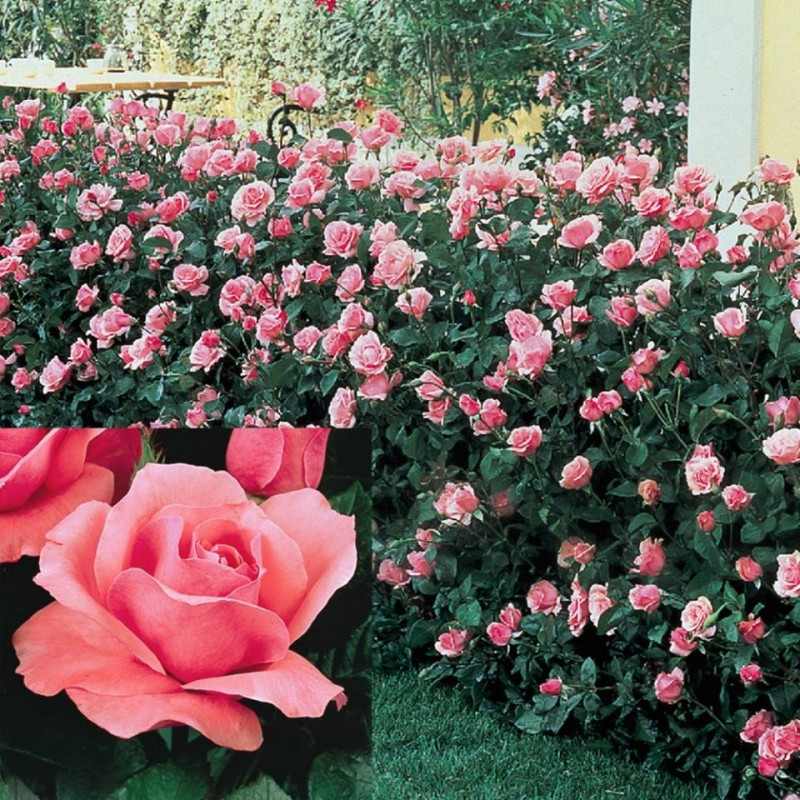 Hạt giống hoa hồng Grandiflora có tại MIMI FLOWERS SHOP