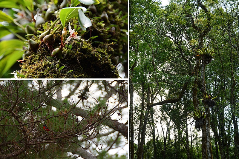 Hệ động thực vật phong phú tại khu dự trữ sinh quyển LangBiang