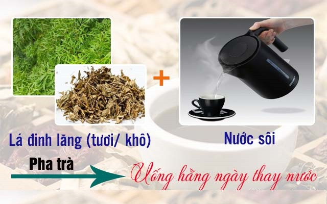 Dùng nước trà đinh lăng thay cho nước uống hằng ngày sẽ cho kết quả tốt khi chữa rối loạn tiền đình