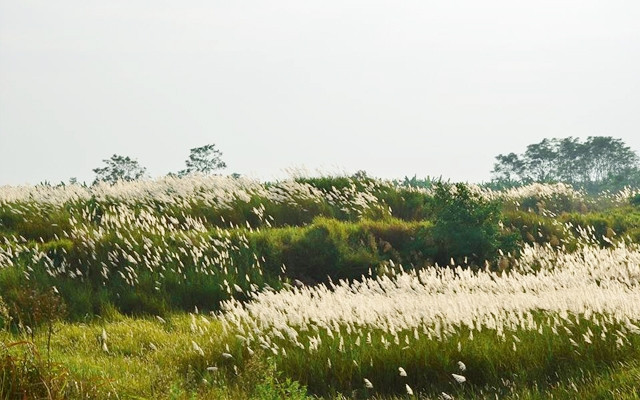 Những bông lau nở trắng muốt trên những triền núi ở Bình Liêu