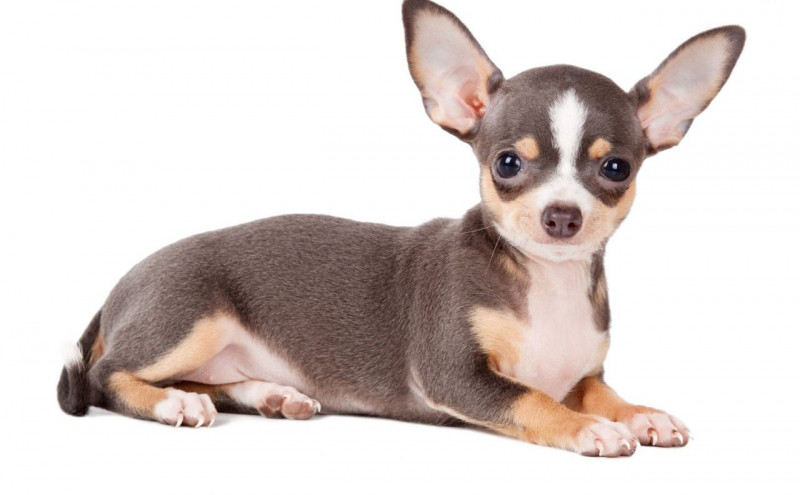 Chihuahua đáng yêu