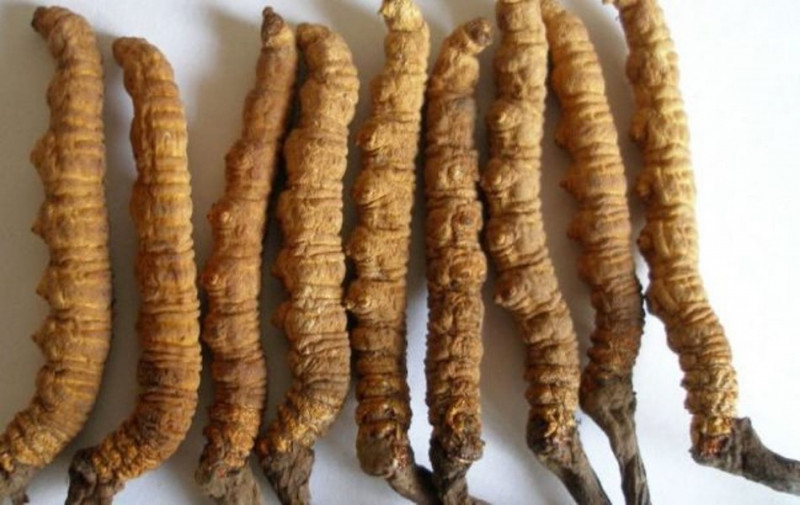 Sản phẩm đông trùng hạ thảo khô nhập từ tây tạng