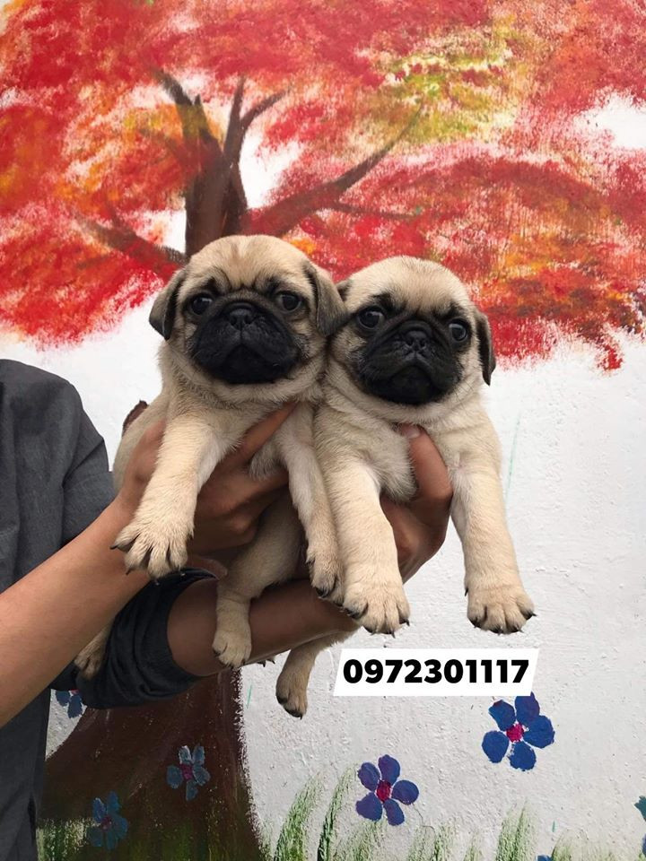 Chó Pug tại Hoàng Nhè pet shop