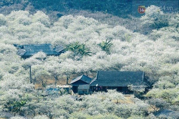 Mộc Châu nở trắng hoa ban