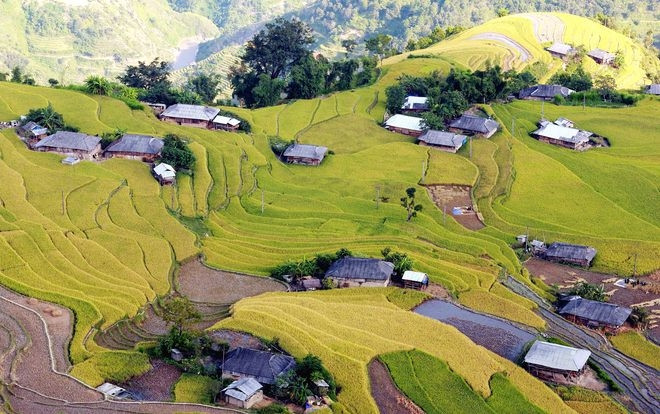 Hoàng Su Phì mùa lúa chín