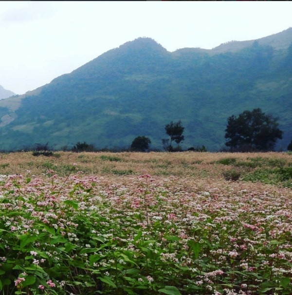 Hà Giang mùa hoa tam giác mạch