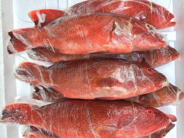 Cá đỏ củ- Nguyên liệu chế biến món chả cá đỏ thần thánh