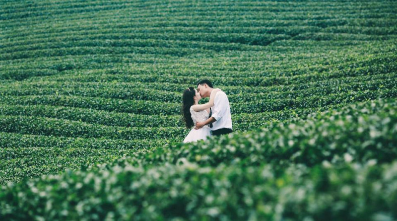 Đồi chè xanh mướt ở Mộc Châu là một địa điểm chụp ảnh cưới lãng mạn