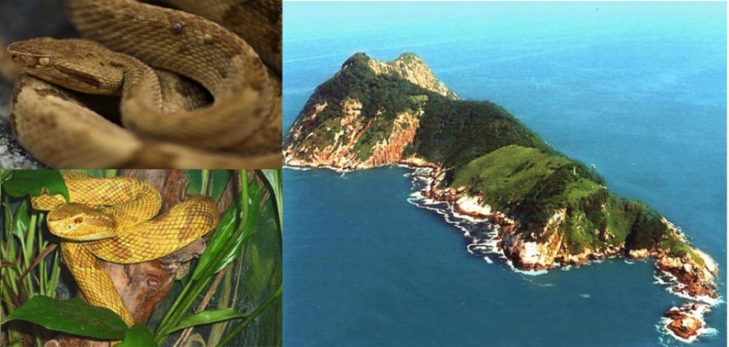 Đảo rắn và rắn hổ lục đầu vàng.