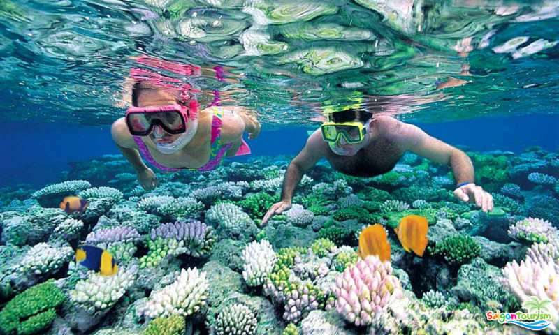 Các cặp đôi cùng nhau ngắm san hô dưới biển