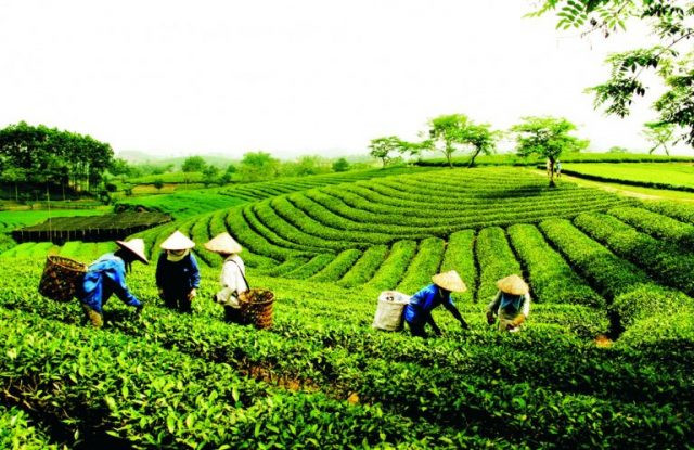 Đồi chè Tâm Châu