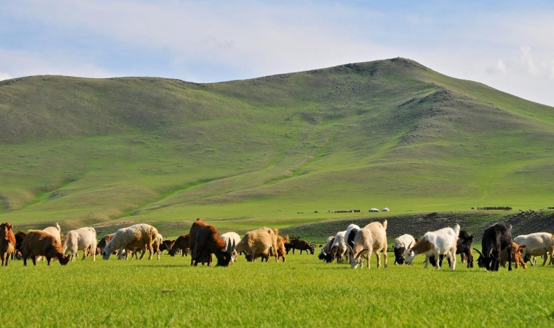 Thảo nguyên Kharkhorin Mông Cổ