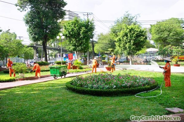 Cây cảnh Hà Nội có nhiều năm kinh nghiệm chăm sóc sân vườn, bảo dưỡng cây xanh sân vườn các công trình: nhà hàng, khách sạn, trung tâm thương mại, văn phòng và tư gia…