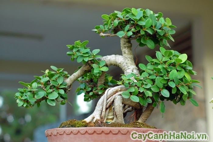 Cho thuê cây bonsai trang trí