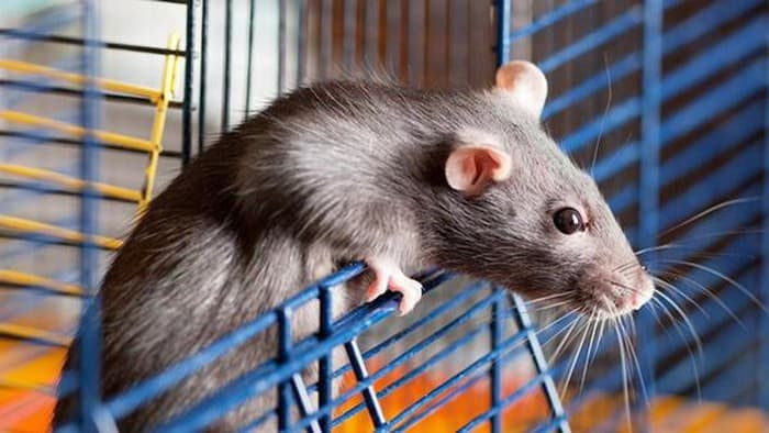 ﻿Trung tâm diệt chuột Hà Nội chuyên nhận diệt trừ chuột hiệu quả cho các khách hàng là doanh nghiệp, nhà hàng, khách sạn, diệt chuột tại nhà hộ gia đình tại Thành Phố Hà Nội.