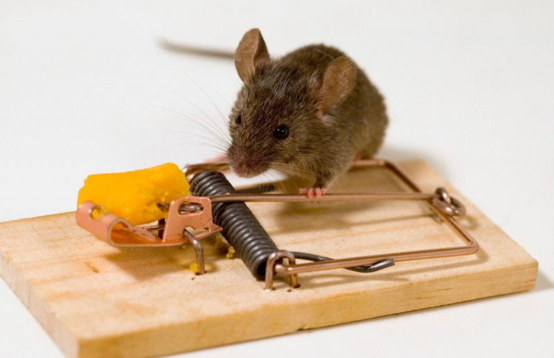 Công ty TNHH Kiểm Soát Côn Trùng Việt Nam sở hữu nhiều phương pháp diệt chuột để đáp ứng cho từng yêu cầu của từng khách hàng riêng biệt.