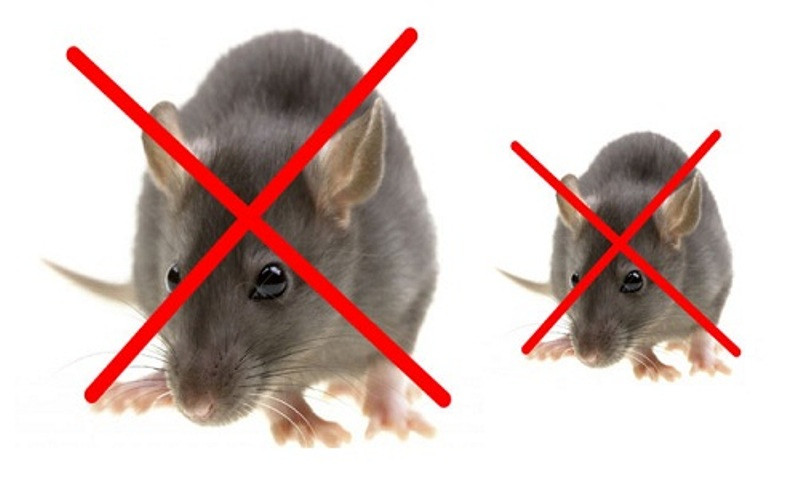 Công ty Bình Đan xin cam kết mang lại cho quý khách hàng một dịch vụ diệt chuột uy tín, bảo hành tốt nhất