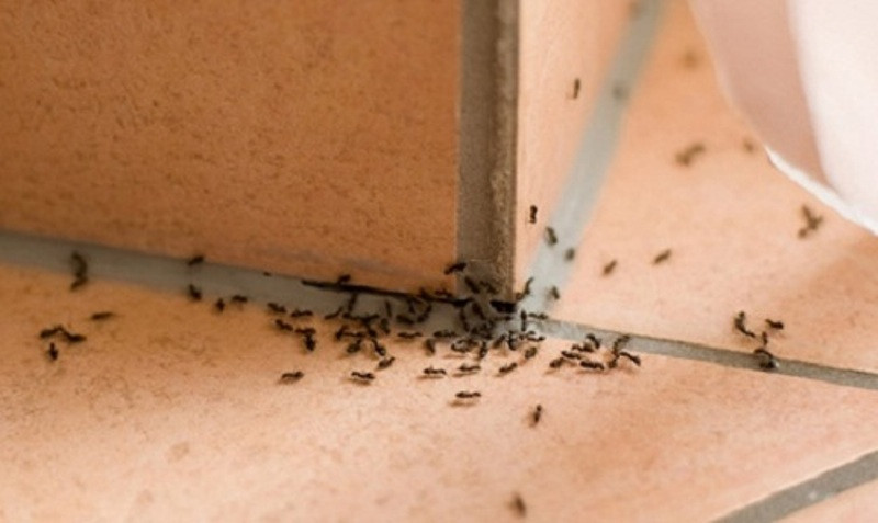 Chỉ cần khi khách hàng có yêu câu diệt kiến tại nhà công ty diệt côn trùng Đại Việt sẽ nhanh chóng có mặt ngay lập tức để xử lý cho bạn.