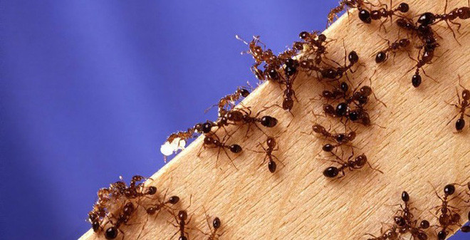 Phương pháp phun thuốc diệt kiến Công ty Tân Nguyên, kiểm soát, tiêu diệt kiến ba khoang, kiến vàng, kiến lửa, kiến đen, … các loài kiến gây hại, xâm nhập vào thực phẩm, thức ăn của con ngườ