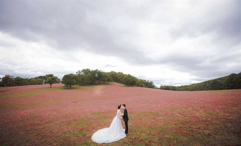 Chụp ảnh cưới Đà Lạt – tại đồng cỏ hồng