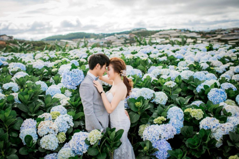 Chụp ảnh cưới Đà Lạt – đồng hoa cẩm tú cầu