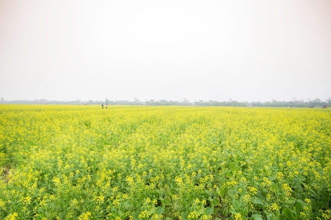 Hình ảnh tuyệt đẹp của cánh đồng hoa cải đẹp nhất Thái Bình
