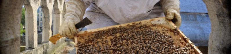 Những chú ong trong Nhà thờ Đức Bà Paris