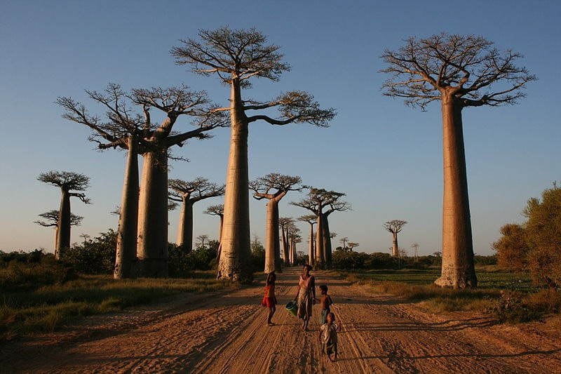 Đảo Madagascar