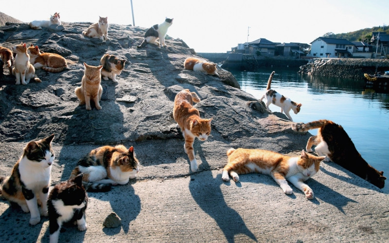 Đảo mèo Tashirojima