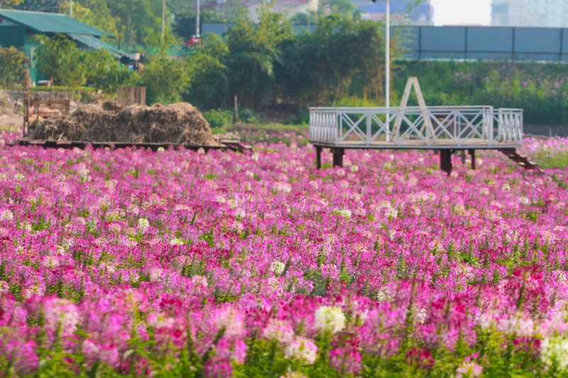 Đến Thung lũng hoa mùa nào cũng ngập tràn sắc hoa tươi đẹp