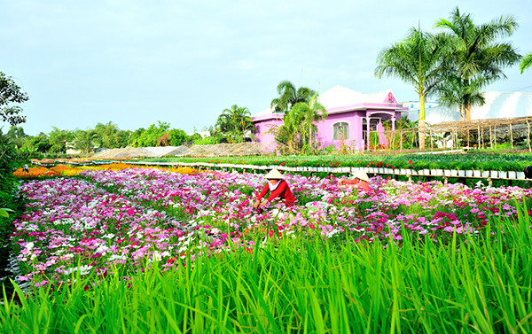 Làng hoa Sa Đéc rực rỡ vào xuân