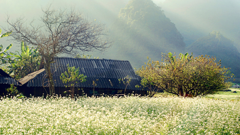 Mùa cải trắng tại Hà Giang