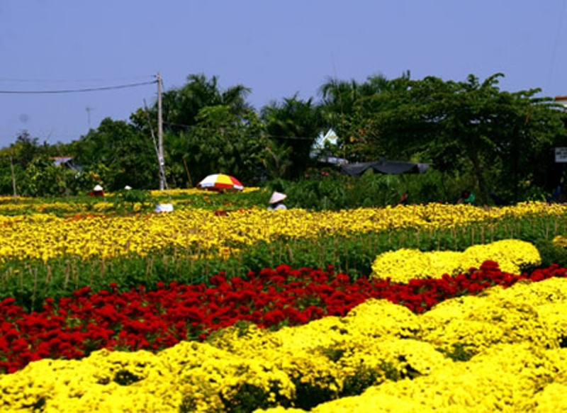 Hoa Mê Linh từ lâu đã trở thành một thương hiệu khá nổi tiếng trên thị trường hoa trong cả nước.