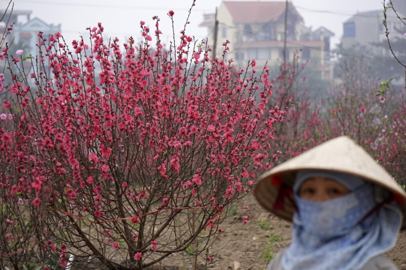 Hoa đào tại làng hoa Nhật Tân