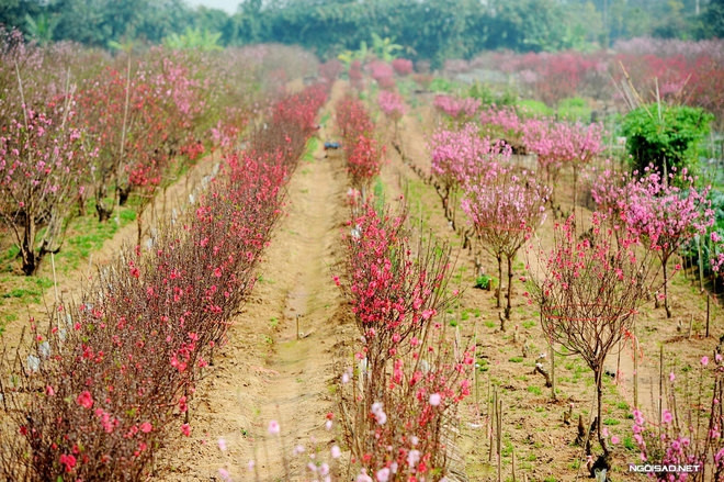 Đào Nhật Tân